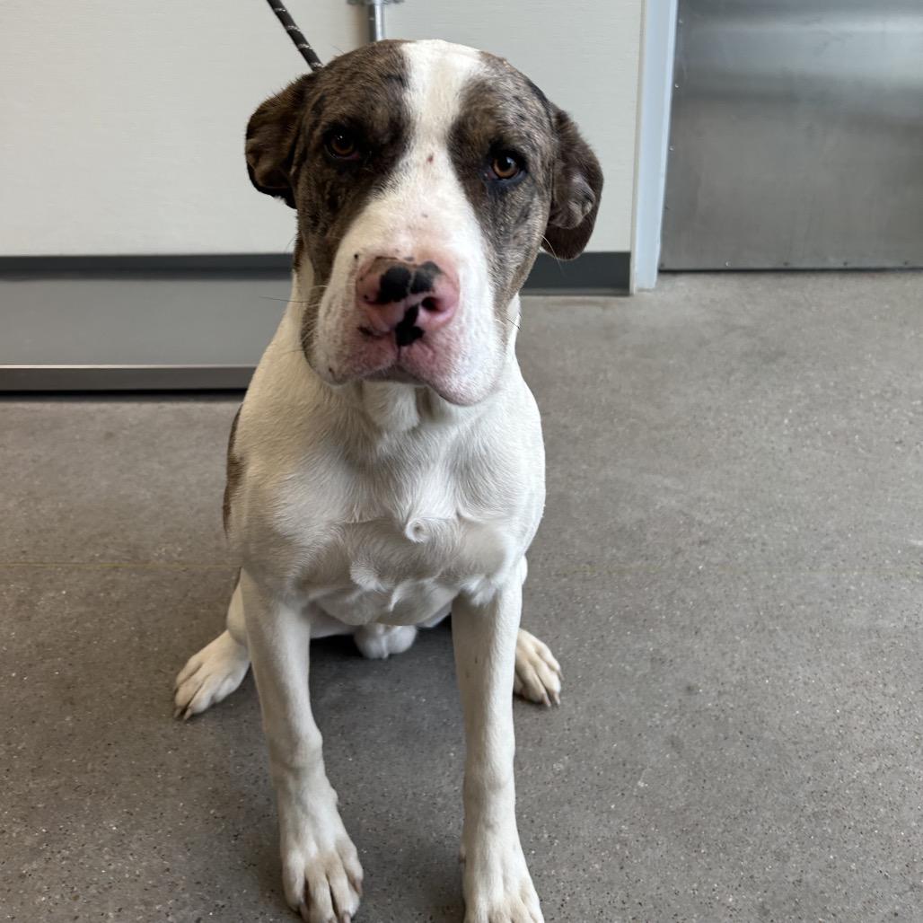 Arthur, Adoptable, Adult Male Mixed Breed.