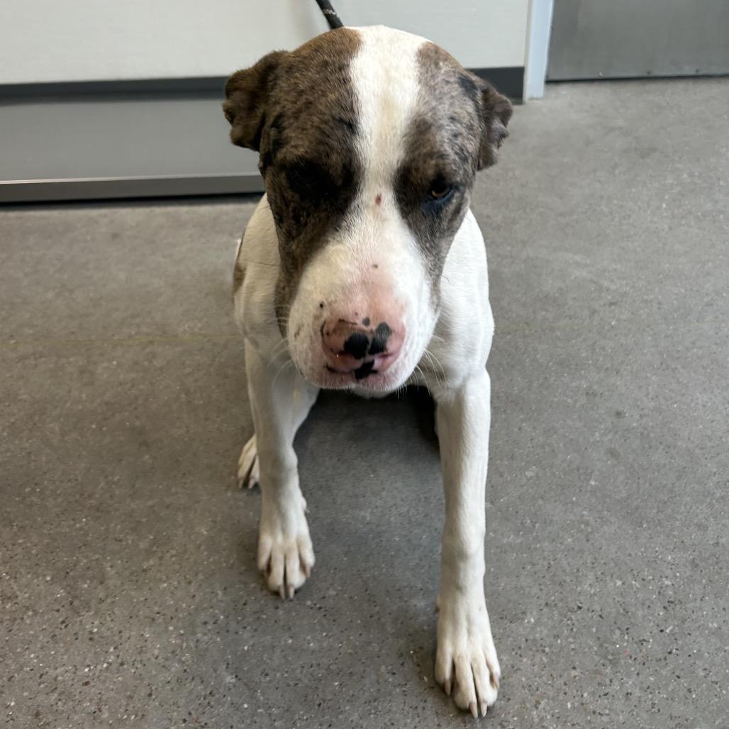 Arthur, a Adoptable Mixed Breed in Las Cruces, NM image 2/5