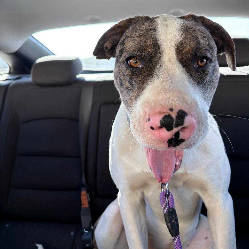 Arthur, a Adoptable Mixed Breed in Las Cruces, NM image 4/5