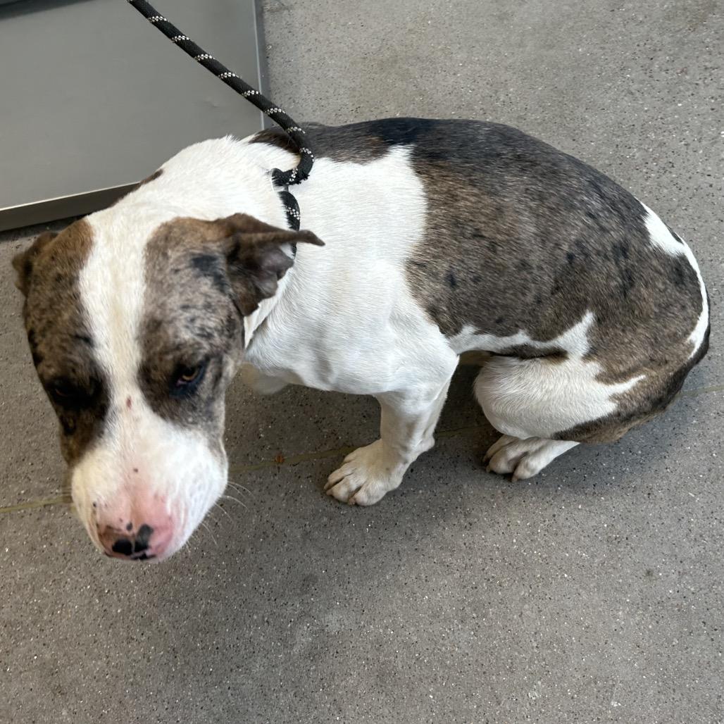 Arthur, a Adoptable Mixed Breed in Las Cruces, NM image 5/5