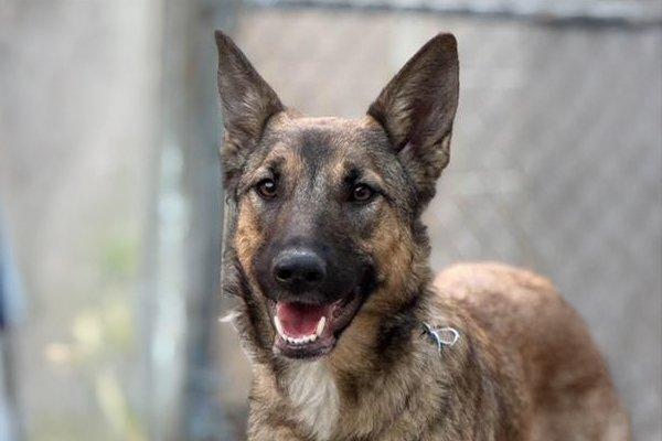 Ripley, Adoptable, Young Female German Shepherd Dog.