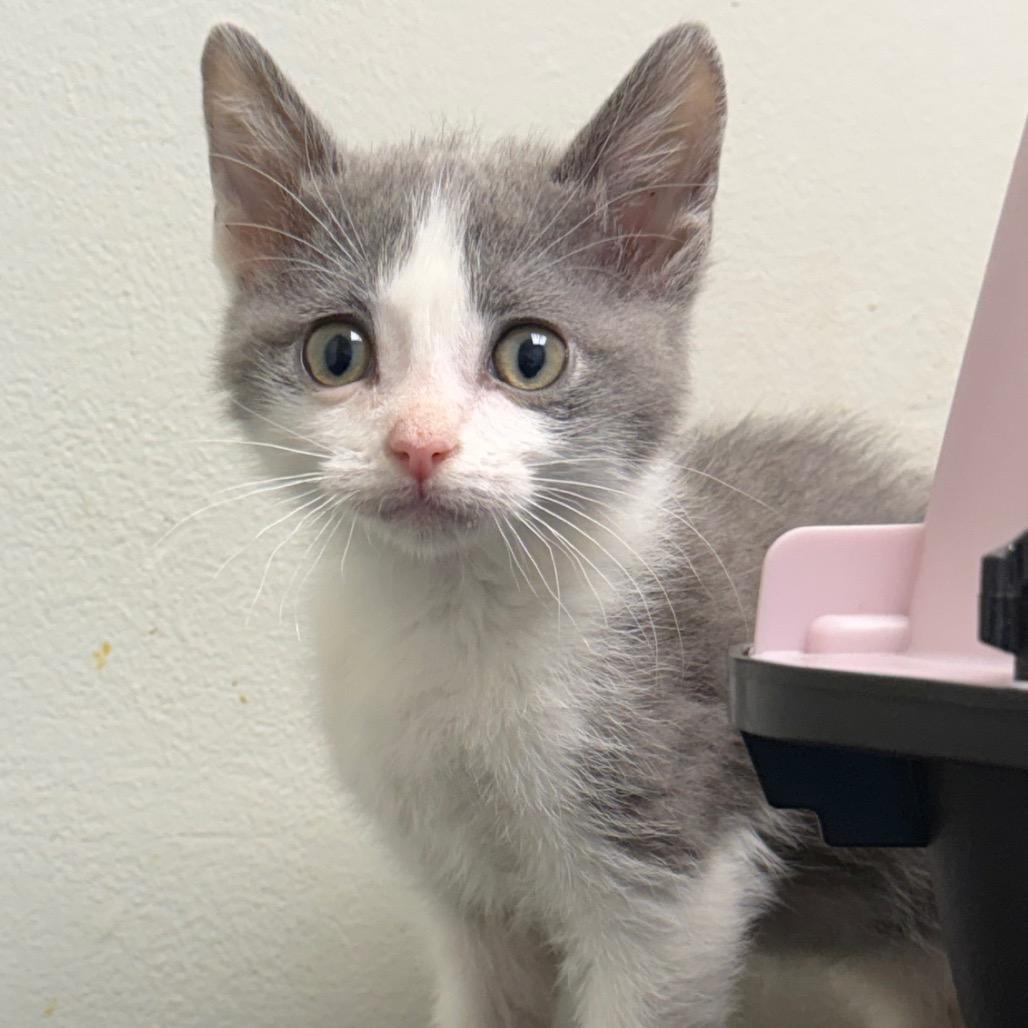 Enlarge Driedel, an adopted mixed breed in Kansas City, KS image 1/1