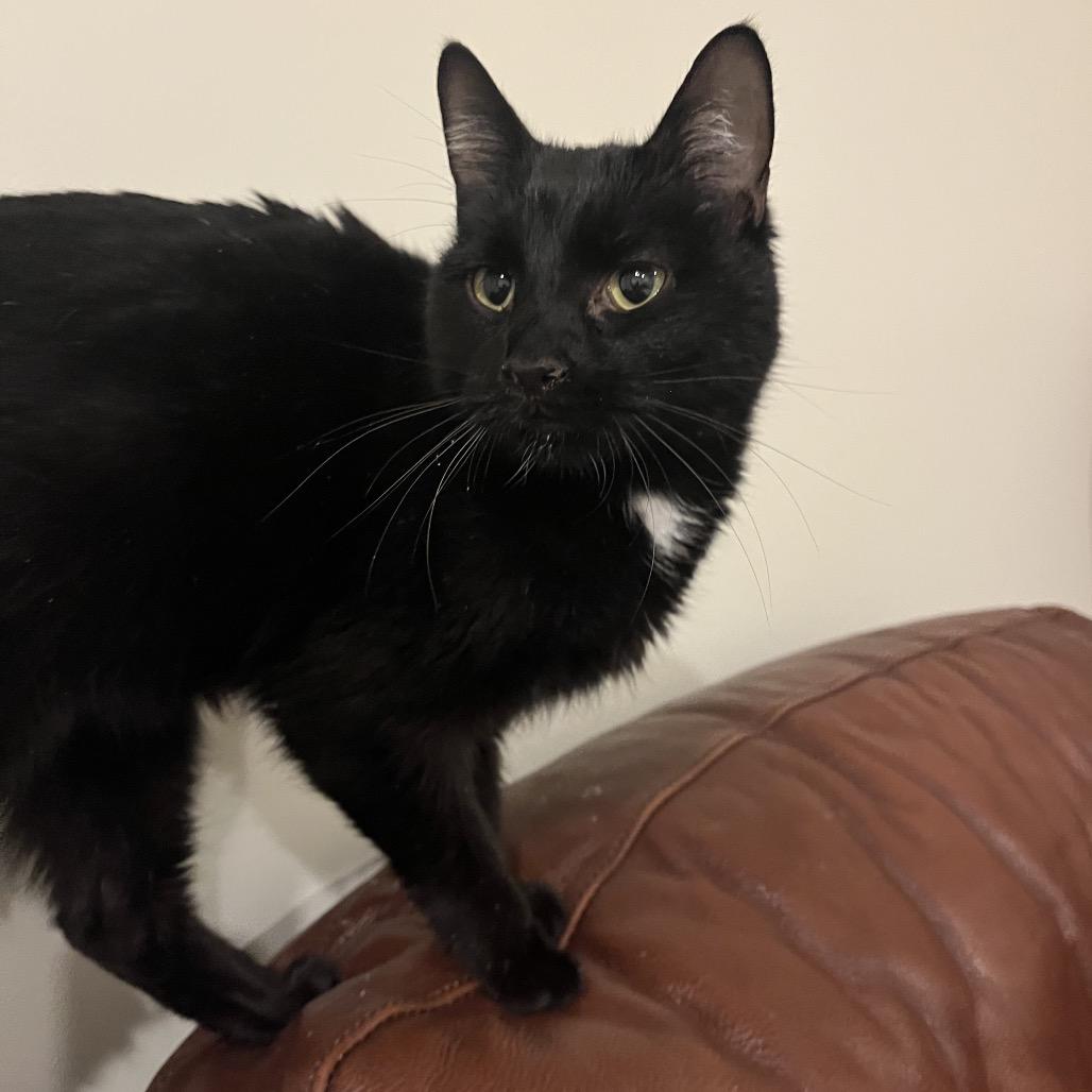 Bono, Adoptable, Adult Male Domestic Short Hair.