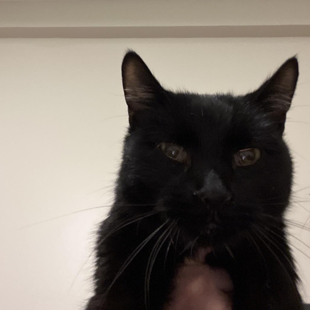 Enlarge Bono, a Adoptable Domestic Short Hair in Overland Park, KS image 2/4