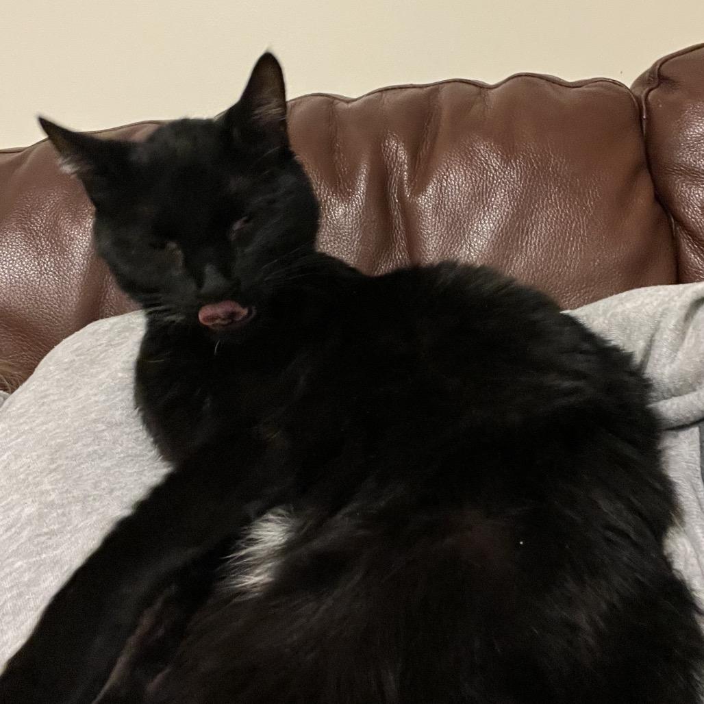 Enlarge Bono, a Adoptable Domestic Short Hair in Overland Park, KS image 3/4