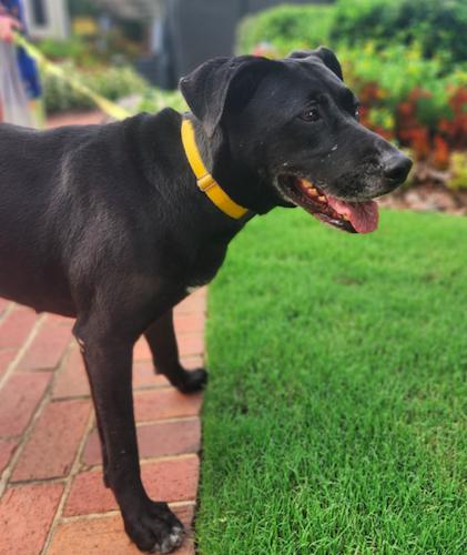 Sadie, Adoptable, Adult Female Black Labrador Retriever.