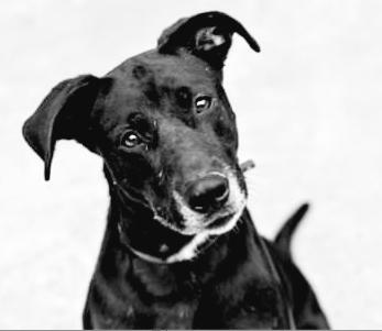 Sadie, Adoptable, Adult Female Black Labrador Retriever.