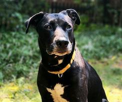 Sadie, Adoptable, Adult Female Black Labrador Retriever.