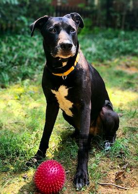 Sadie, a Adoptable Black Labrador Retriever in Decatur, GA image 3/3