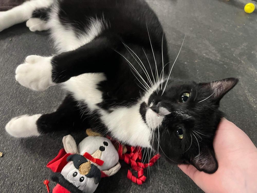 Jude, Adoptable, Adult Male Domestic Short Hair.