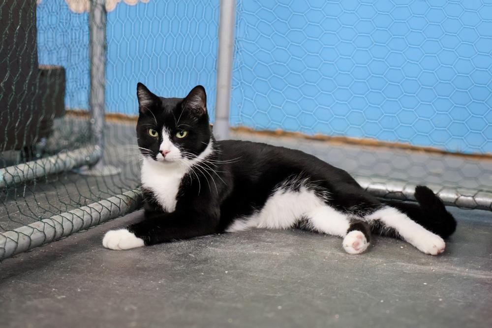 Enlarge Jude, a Adoptable mixed breed in Franklin, PA image 2/2