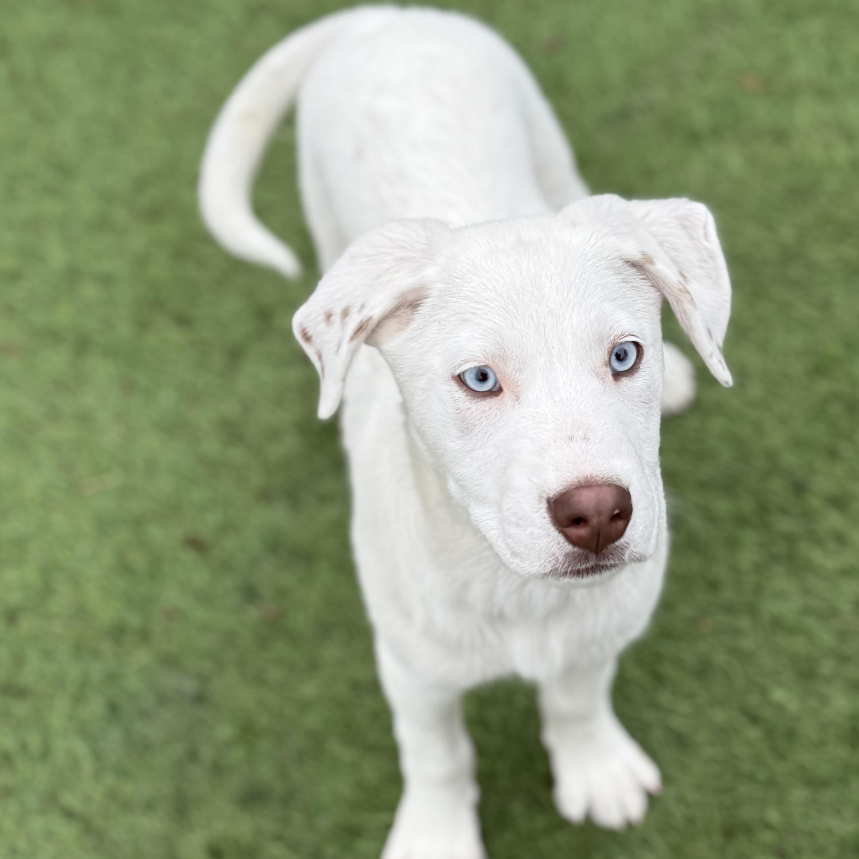 Enlarge Palmer, a Adoptable mixed breed in Glenolden, PA image 2/5
