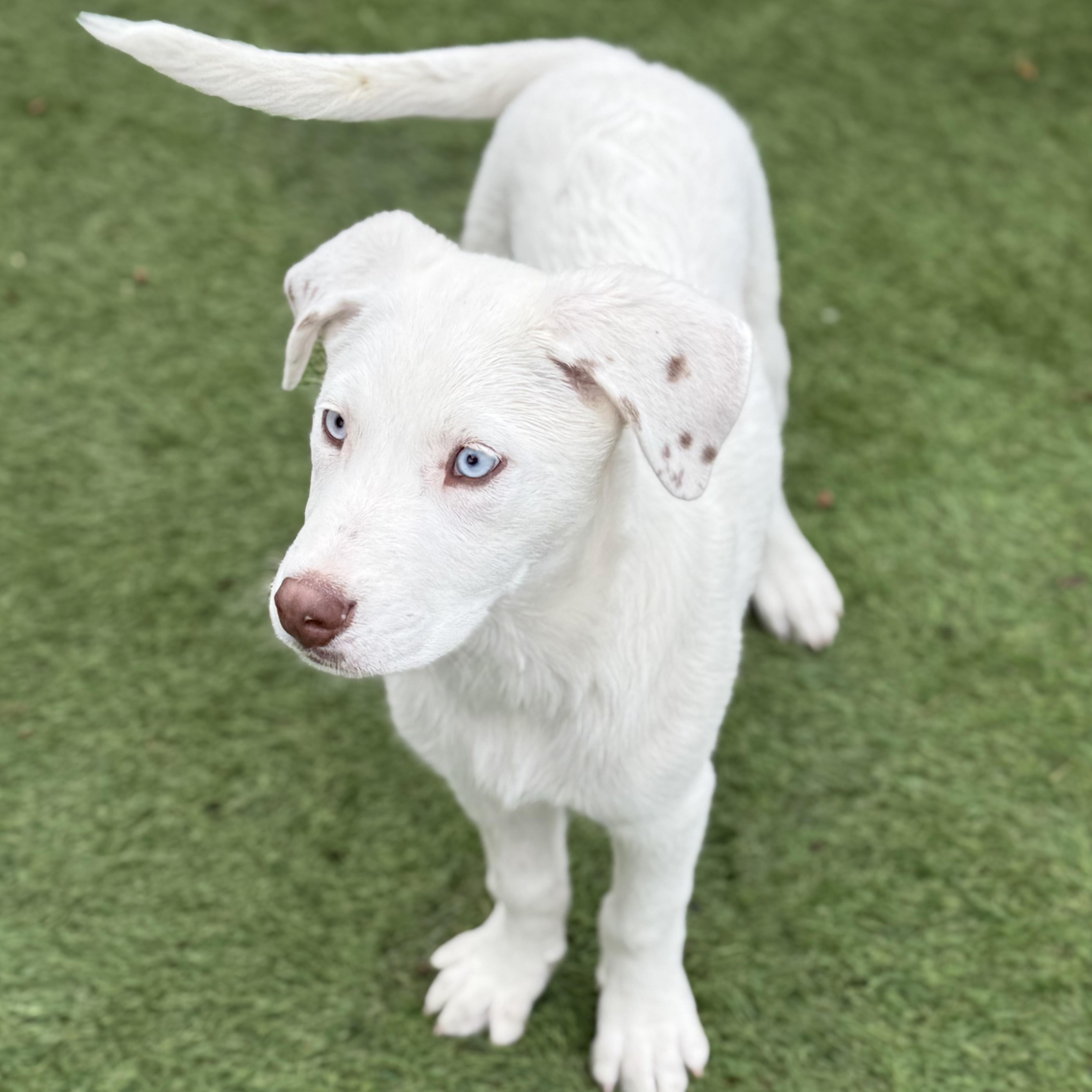 Enlarge Palmer, a Adoptable mixed breed in Glenolden, PA image 3/5