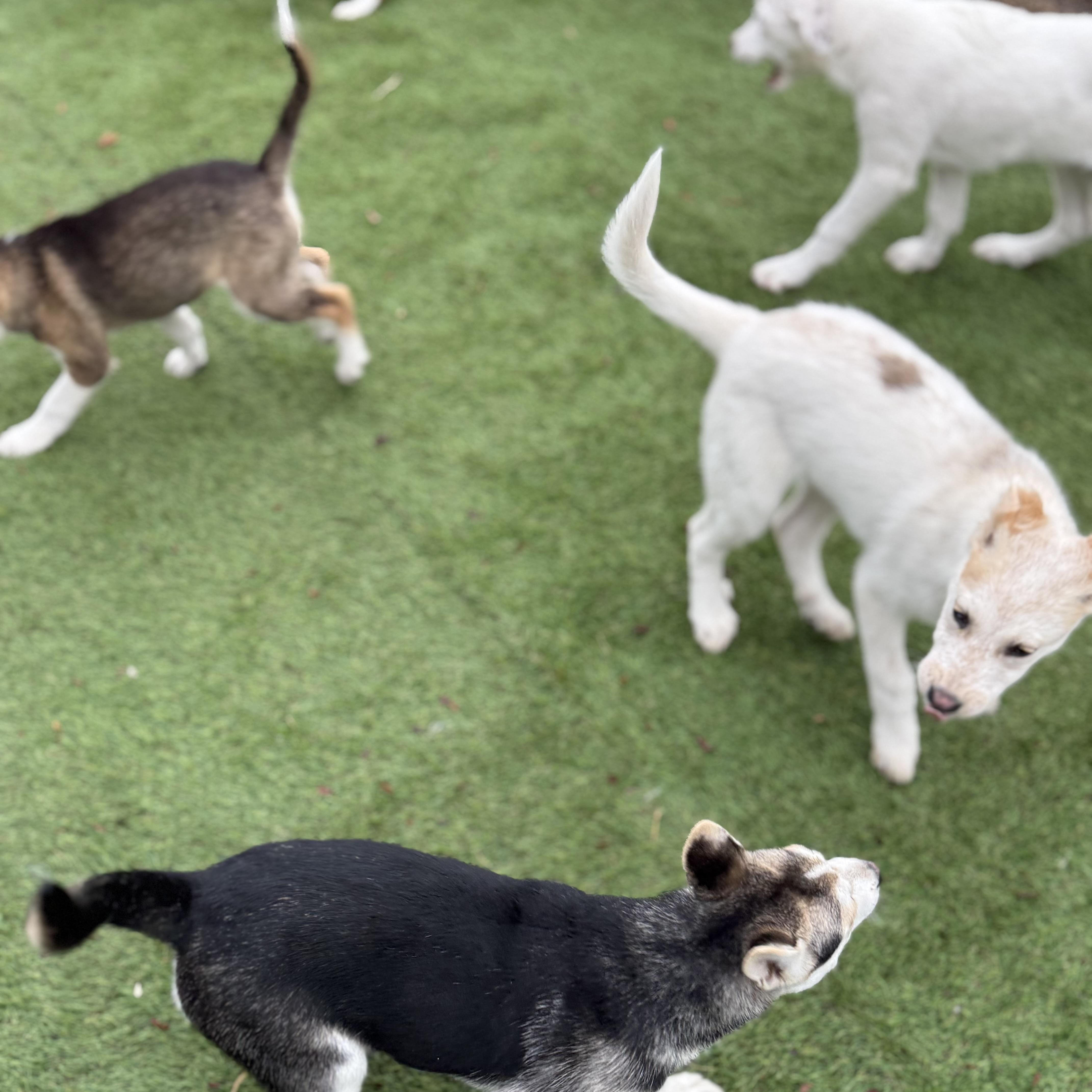 Enlarge Palmer, a Adoptable mixed breed in Glenolden, PA image 4/5