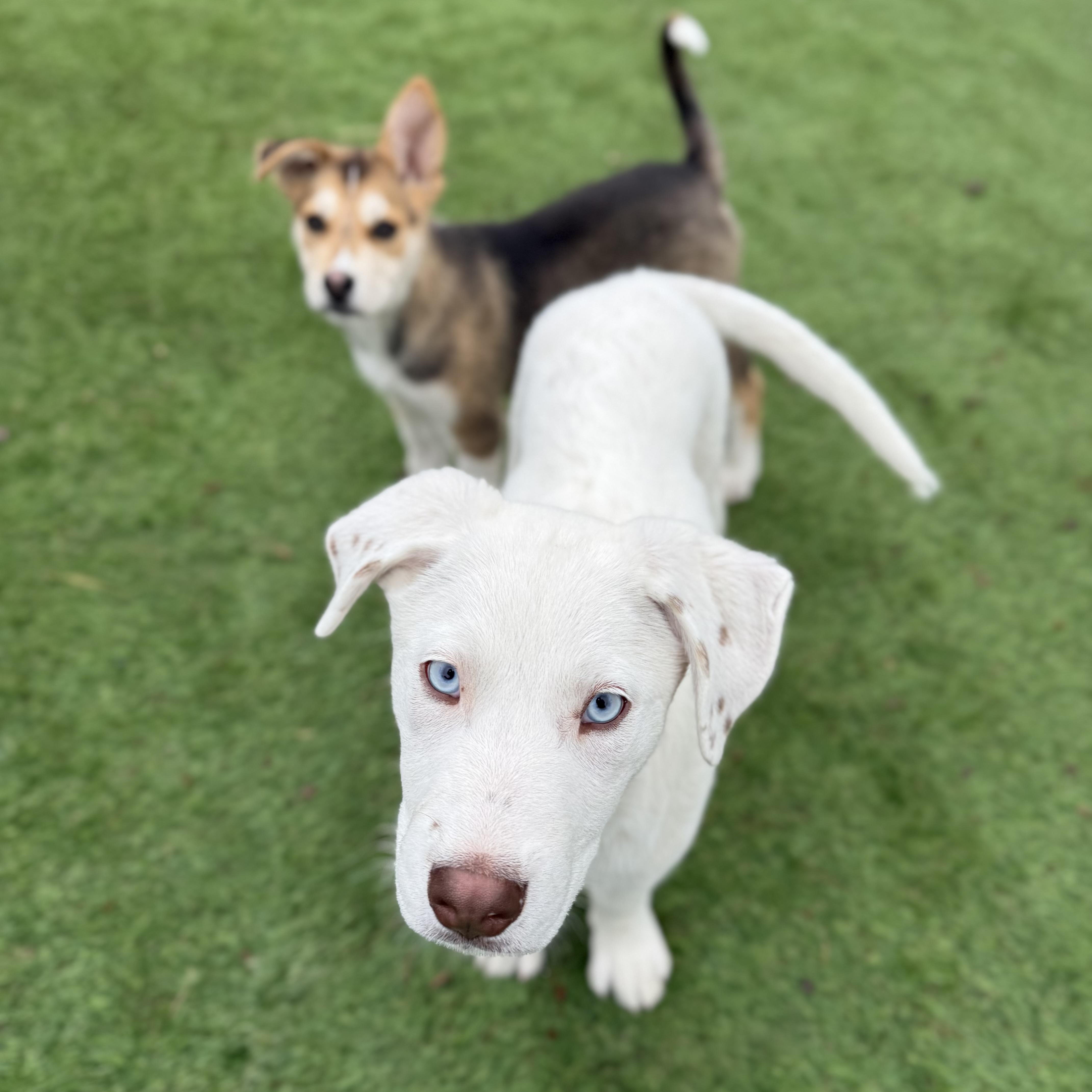 Enlarge Palmer, a Adoptable mixed breed in Glenolden, PA image 5/5