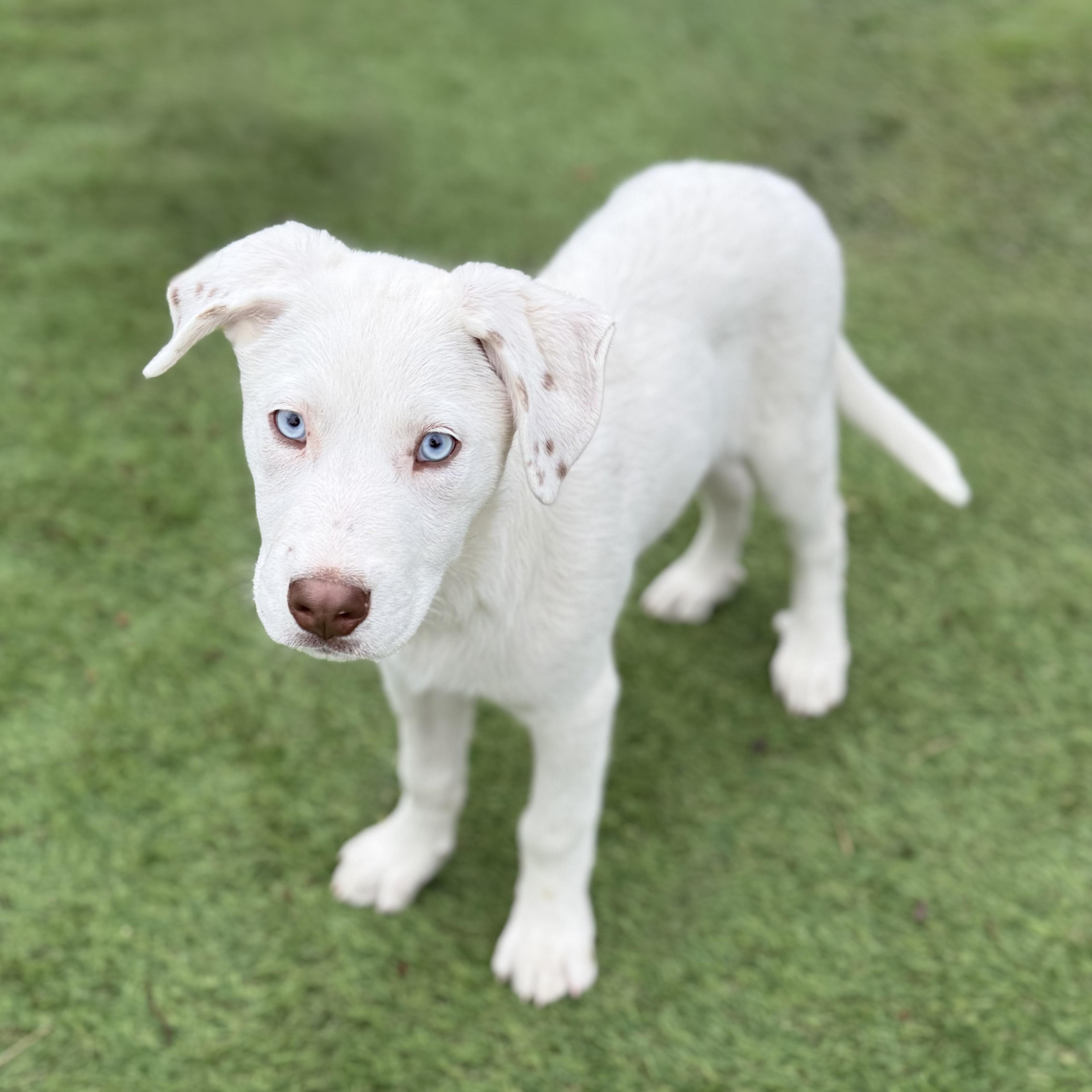 Palmer, Adoptable, Puppy Male Siberian Husky.