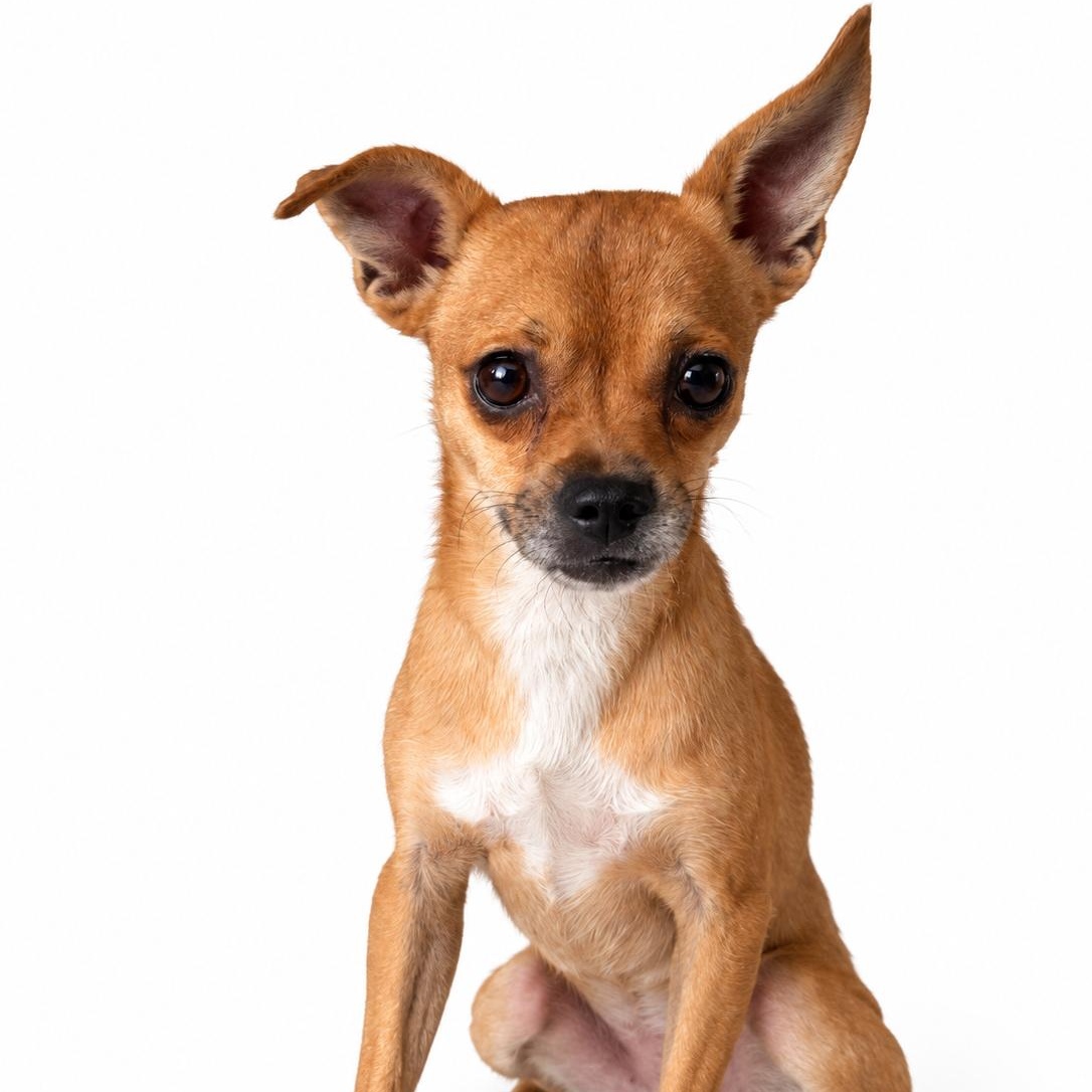 Max, Adoptable, Adult Male Chihuahua.