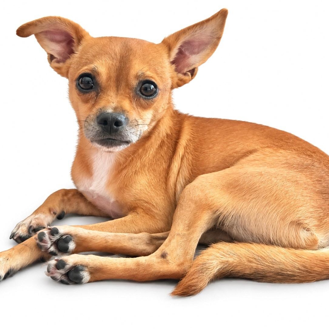 Enlarge Max, a Adoptable mixed breed in Saratoga Springs, NY image 2/2