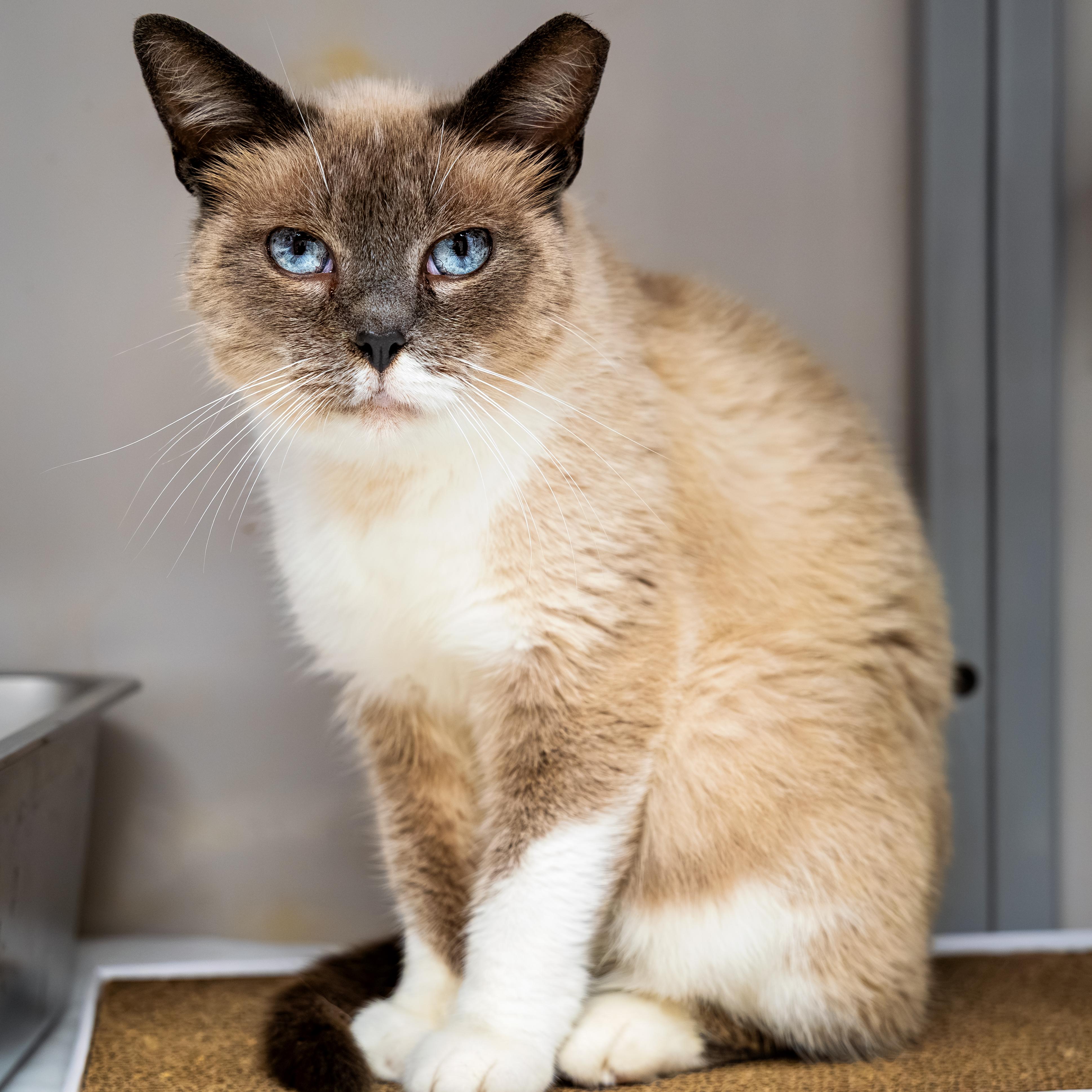 Enlarge Liana, a Adoptable mixed breed in White Oak, PA image 2/2