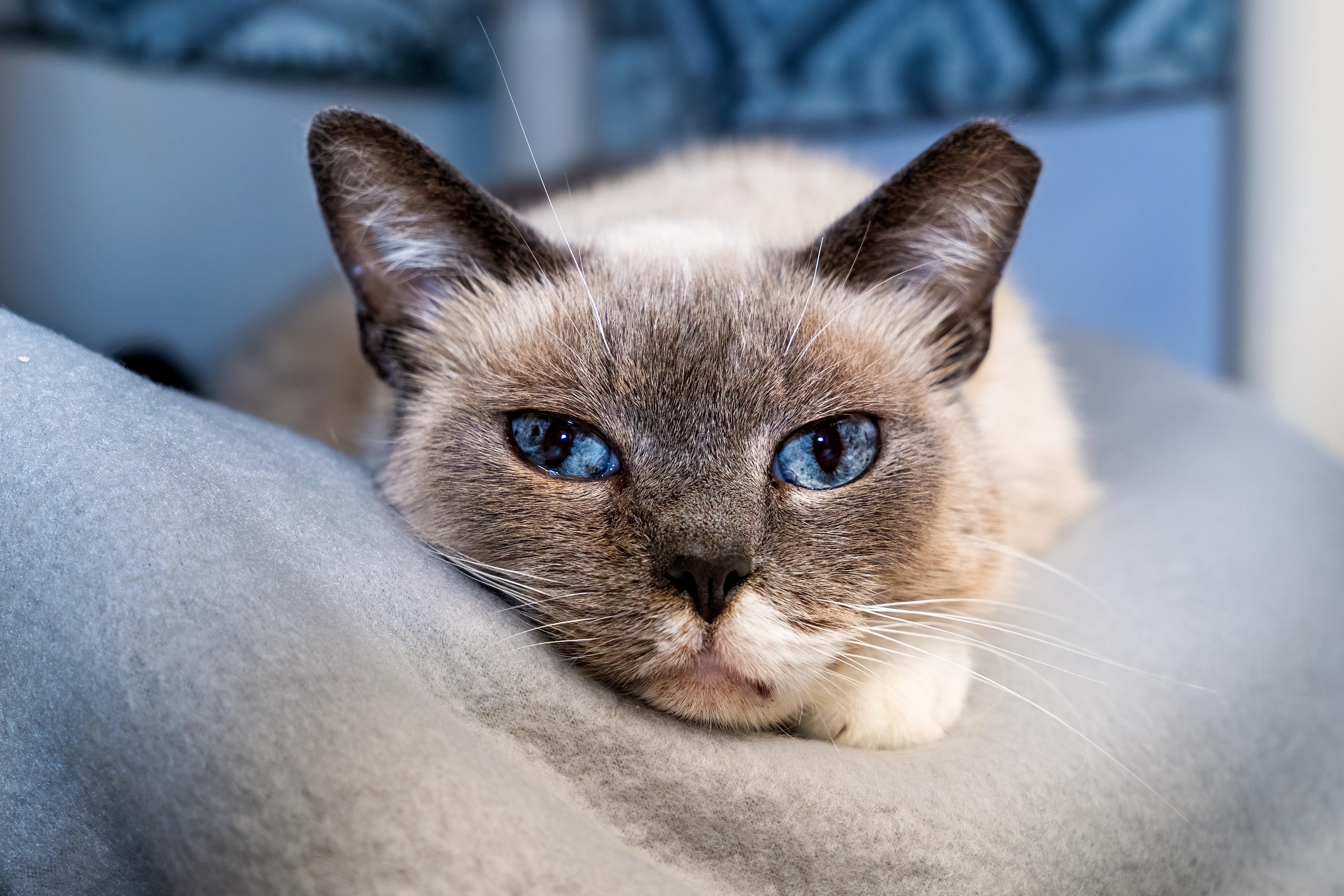 Liana, Adoptable, Adult Female Domestic Short Hair & Siamese.