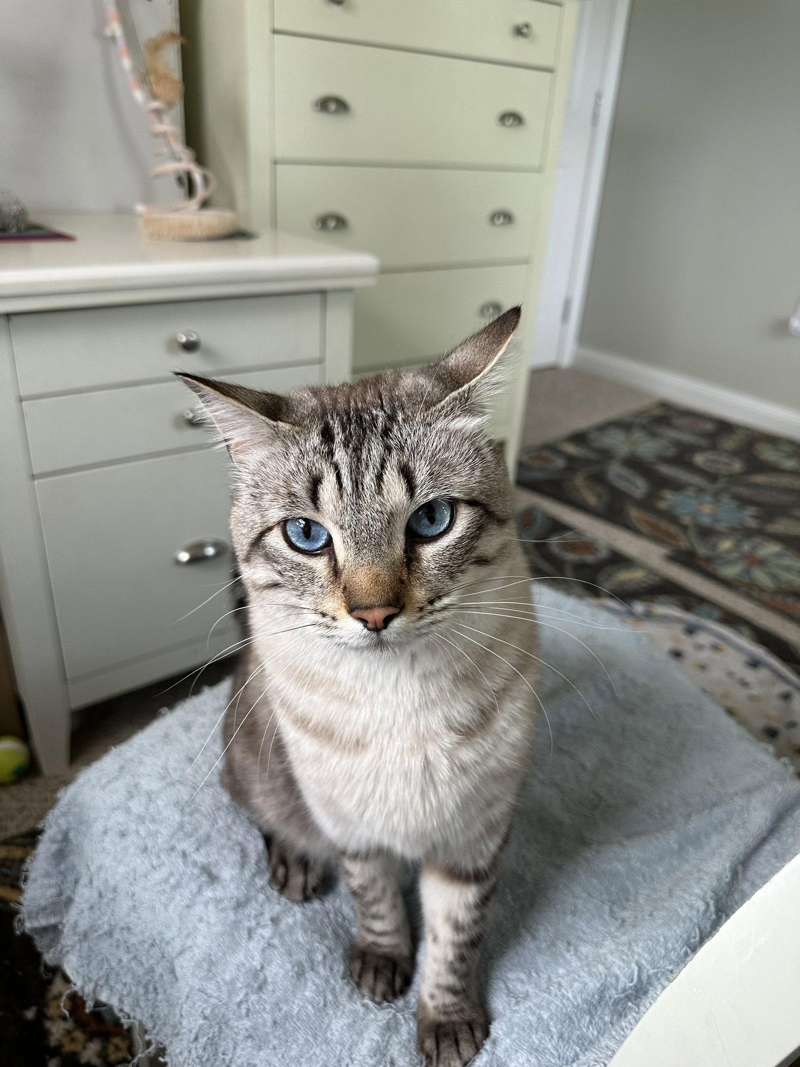 Mr. Kitty, Adoptable, Adult Male Domestic Short Hair.