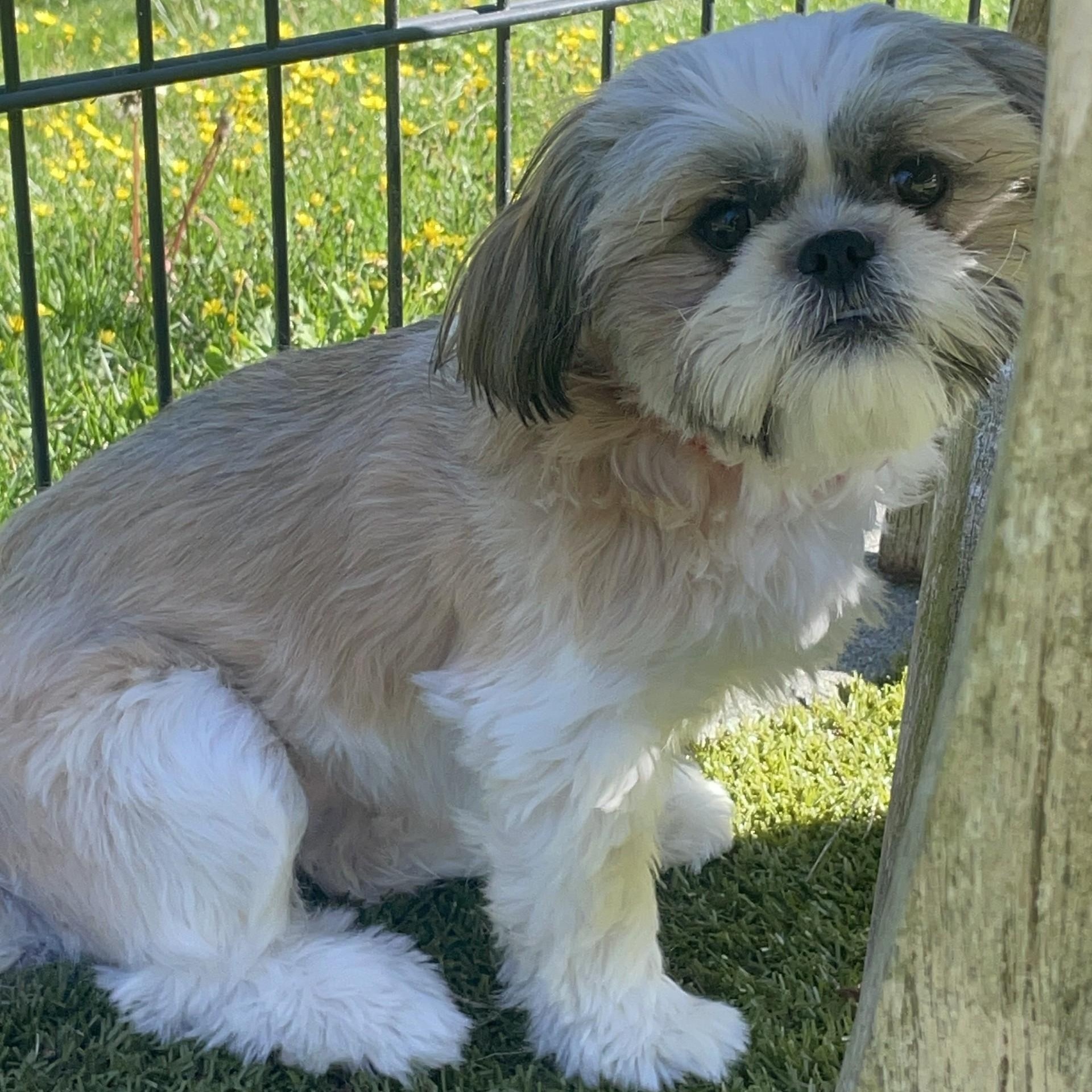 Enlarge Gracie, a Adoptable Shih Tzu in Friday Harbor, WA image 2/2