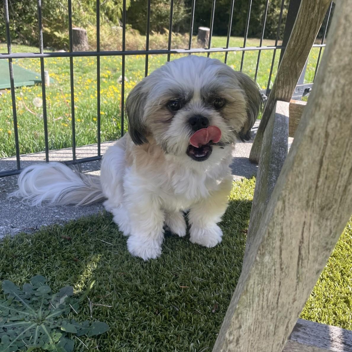 Gracie, Adoptable, Young Female Shih Tzu.