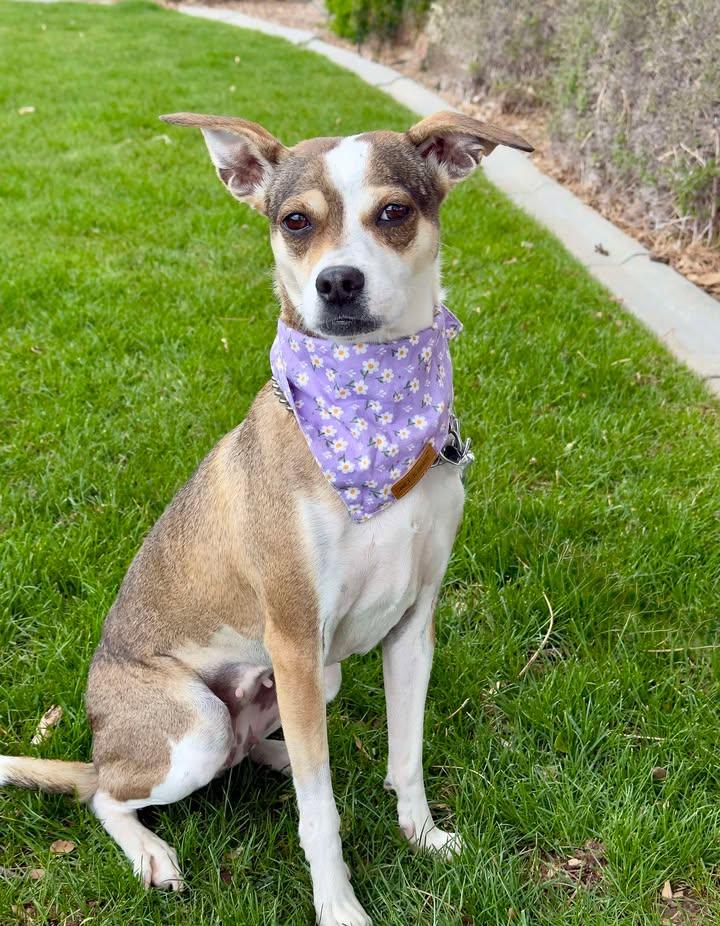 Enlarge Bailey, an adopted mixed breed in Gardnerville, NV image 1/1