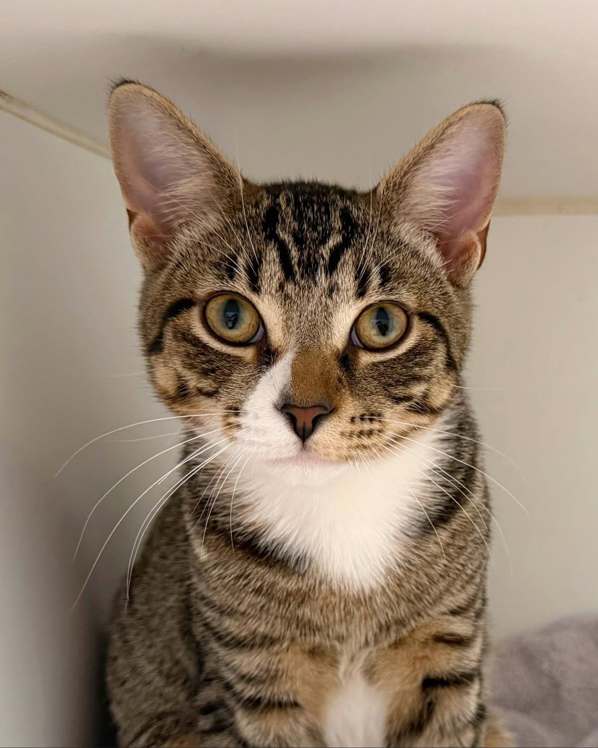 Enlarge Avery, a Adoptable Domestic Short Hair in Norwalk, CT image 1/4