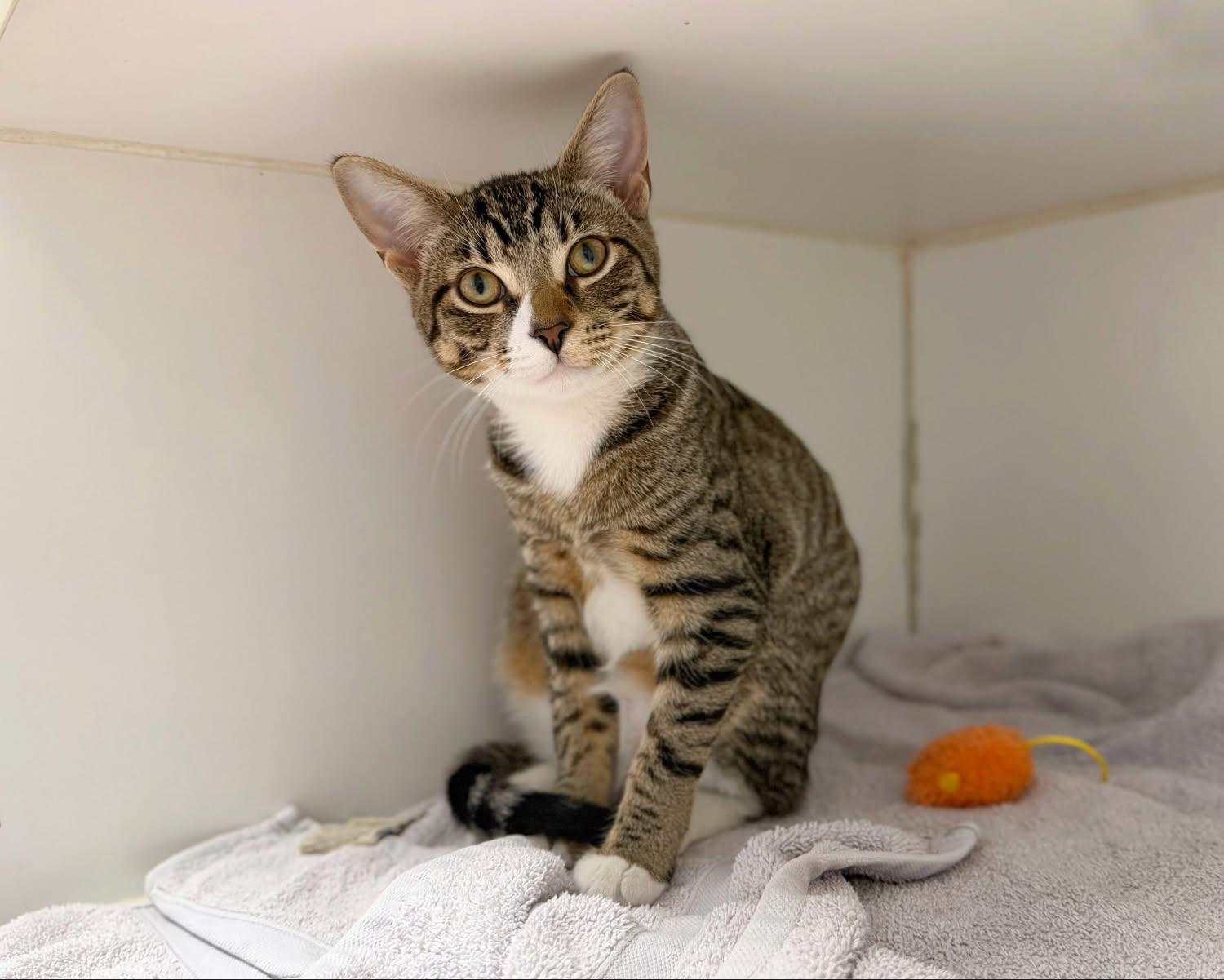 Enlarge Avery, a Adoptable Domestic Short Hair in Norwalk, CT image 2/4