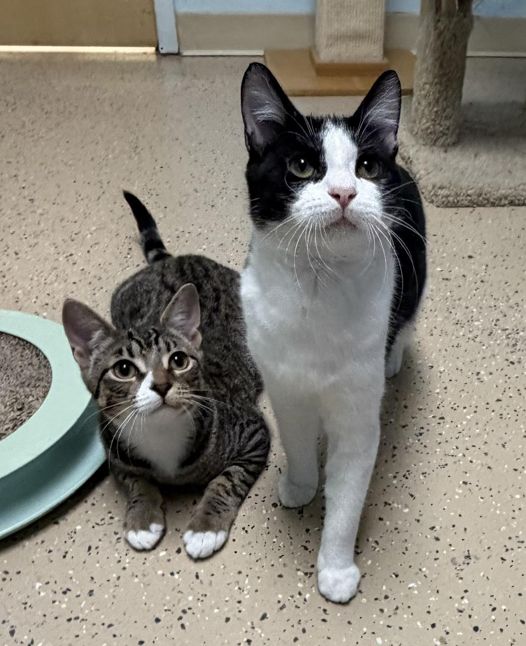 Enlarge Avery, a Adoptable Domestic Short Hair in Norwalk, CT image 4/4