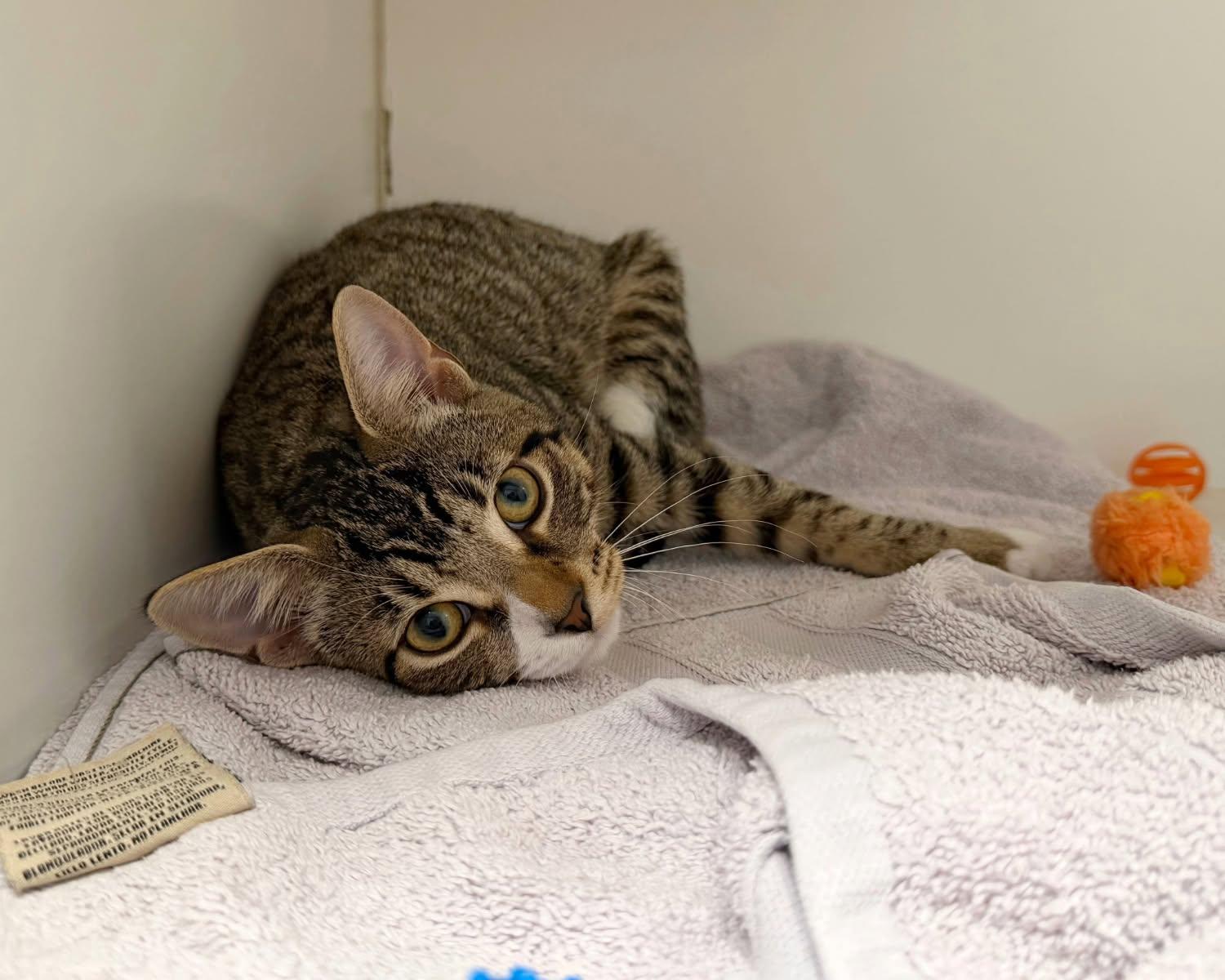 Enlarge Avery, a Adoptable Domestic Short Hair in Norwalk, CT image 3/4