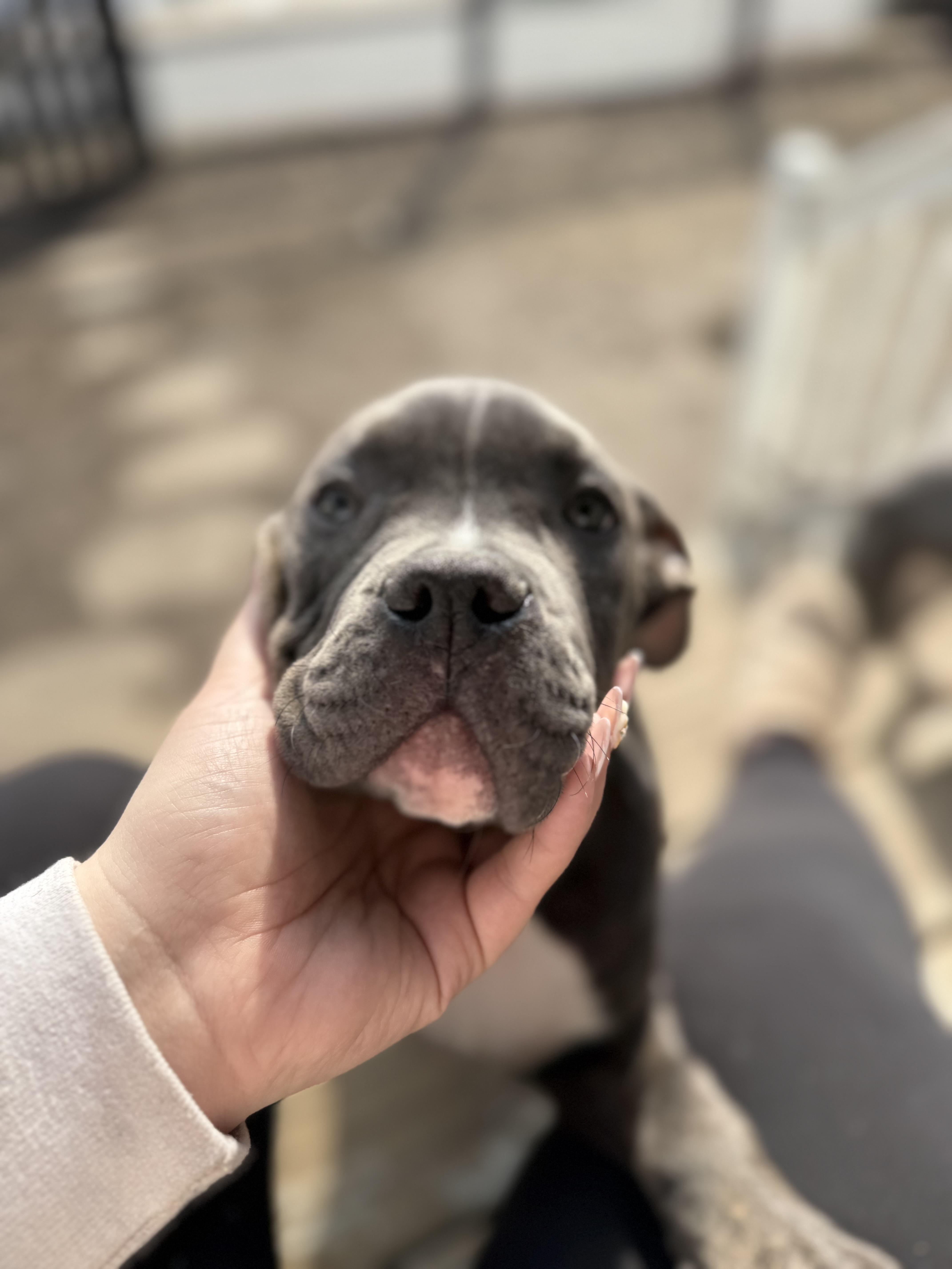 Enlarge Gremlin, a ADOPTABLE American Bully in Halethorpe, MD image 1/4