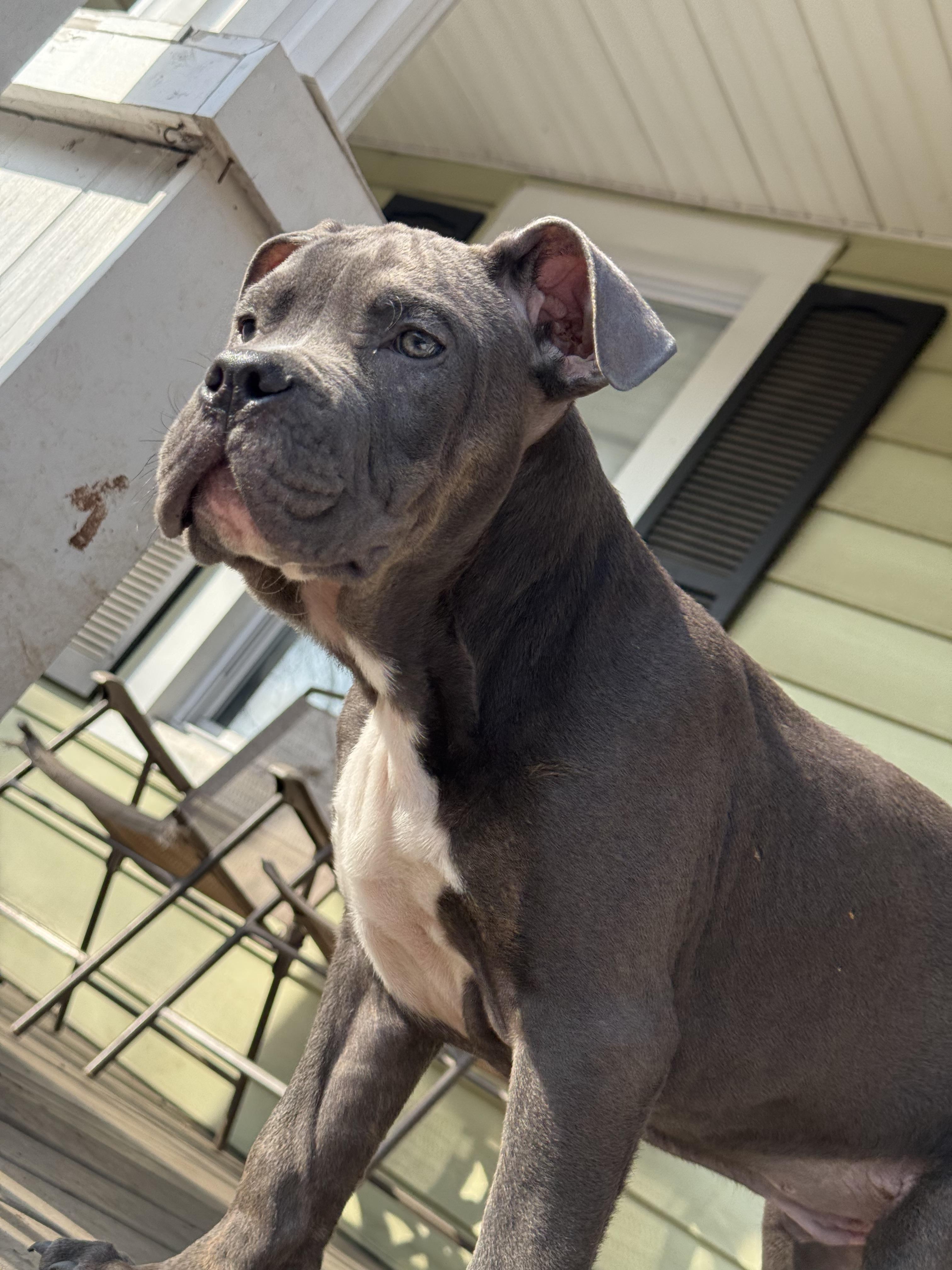 Enlarge Gremlin, a ADOPTABLE American Bully in Halethorpe, MD image 4/4