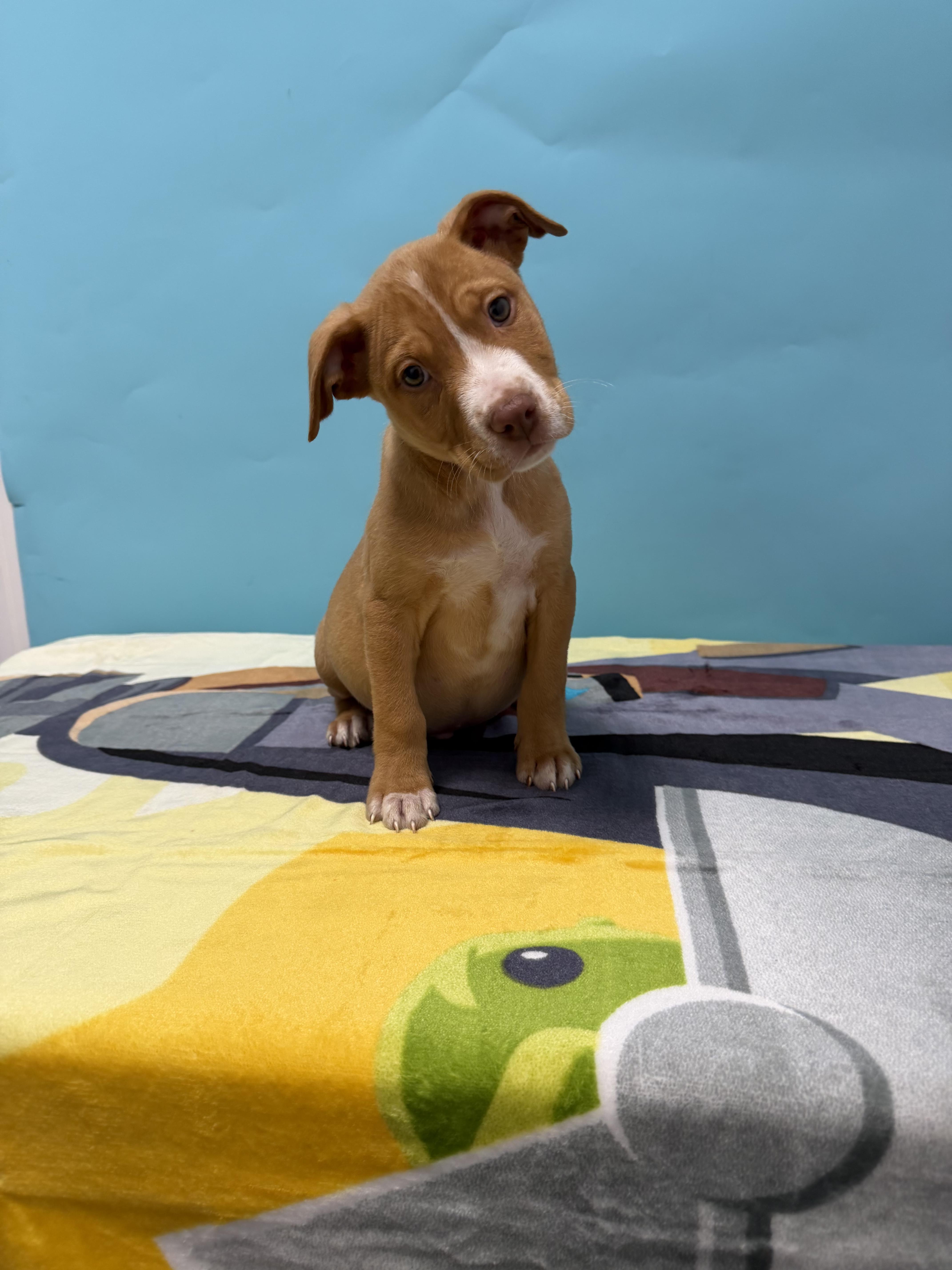 Enlarge Quest, a Adoptable mixed breed in Loogootee, IN image 1/1