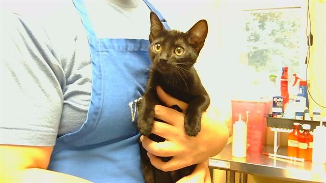 LUNA, Adoptable, Kitten Female Domestic Short Hair.