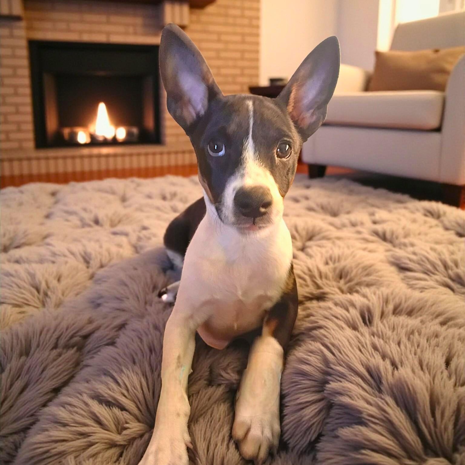 Enlarge Brennon, a ADOPTABLE mixed breed in Encinitas, CA image 2/5