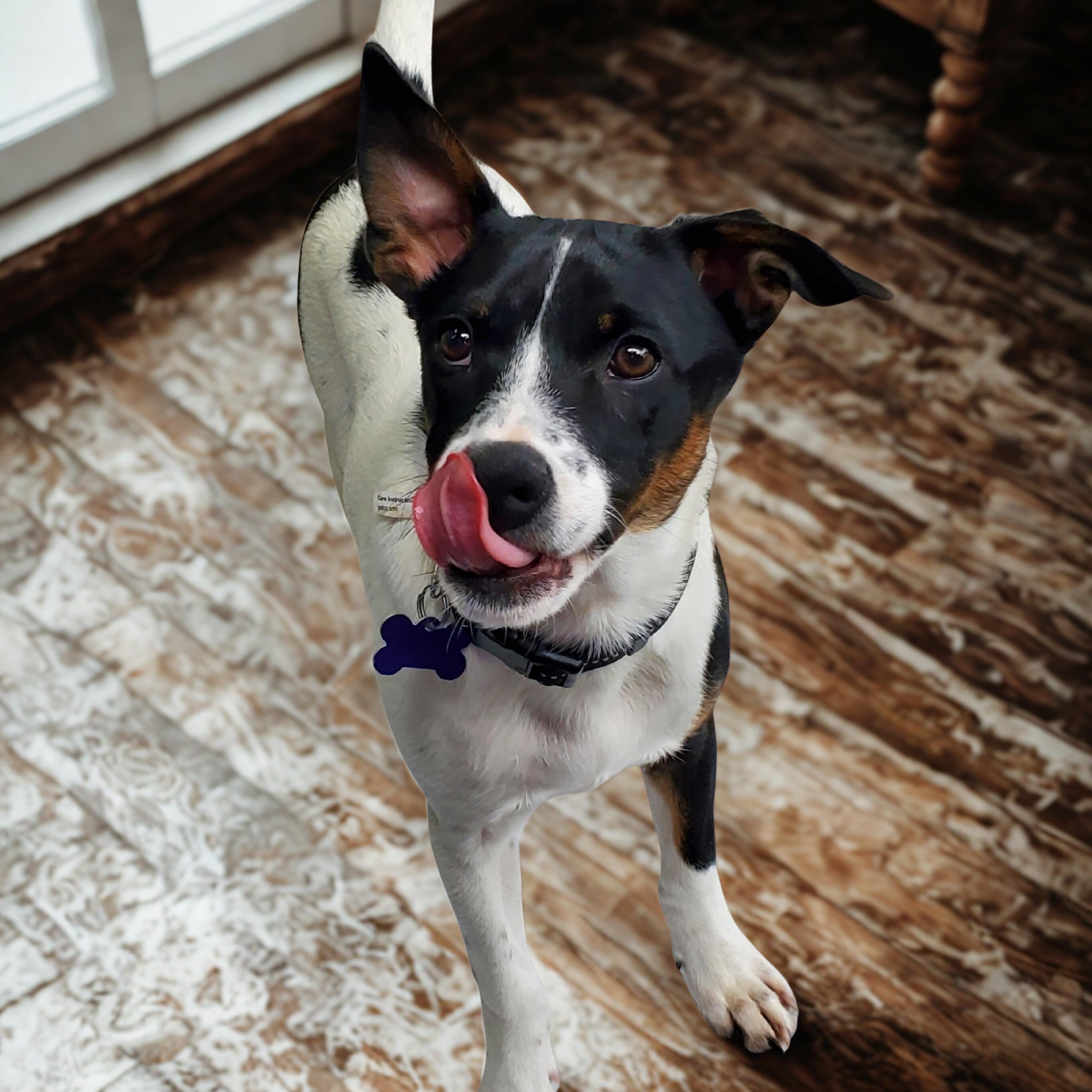 Brennon, ADOPTABLE, Puppy Male Rat Terrier & Terrier.