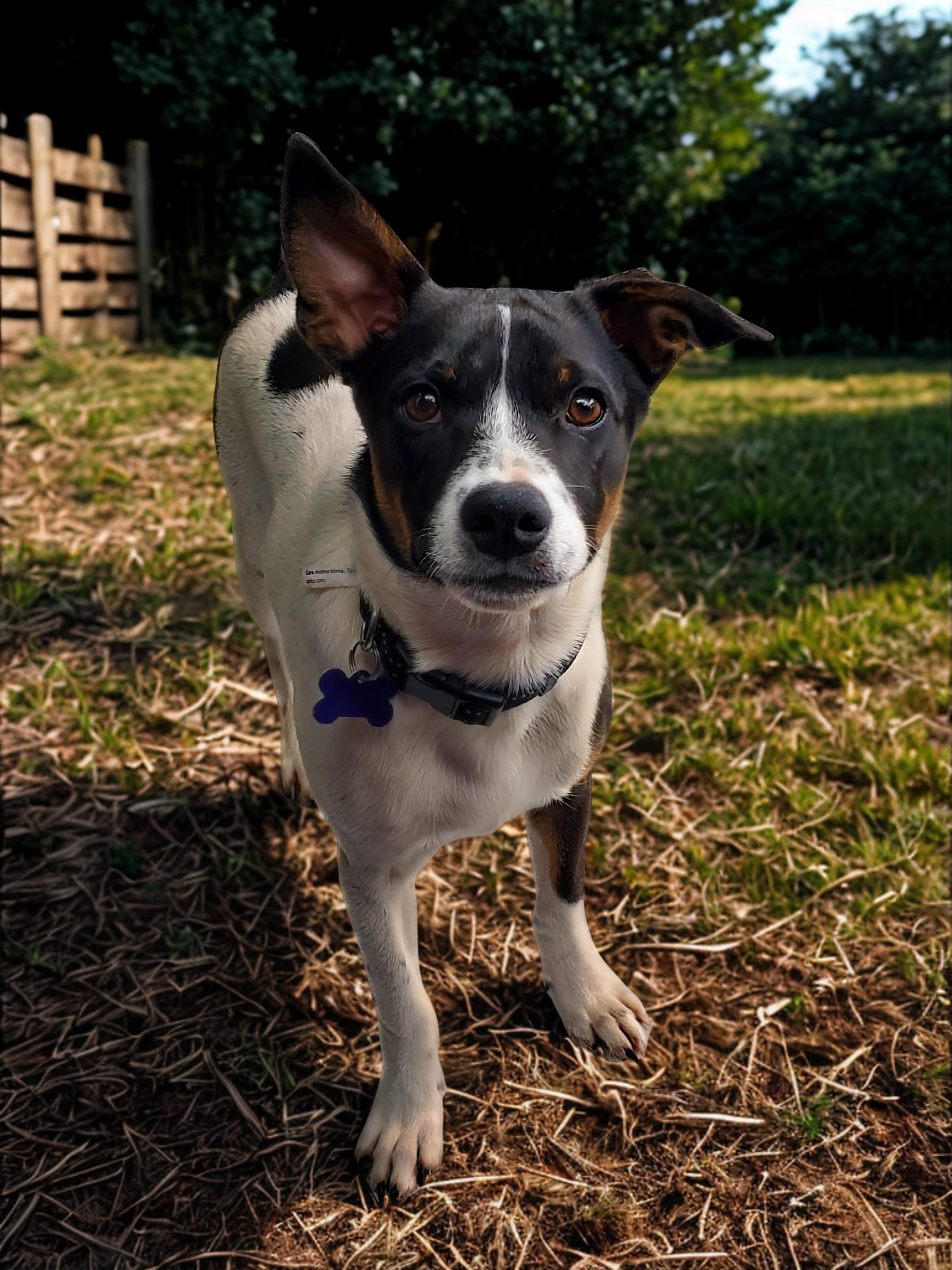 Enlarge Brennon, a ADOPTABLE mixed breed in Encinitas, CA image 3/5