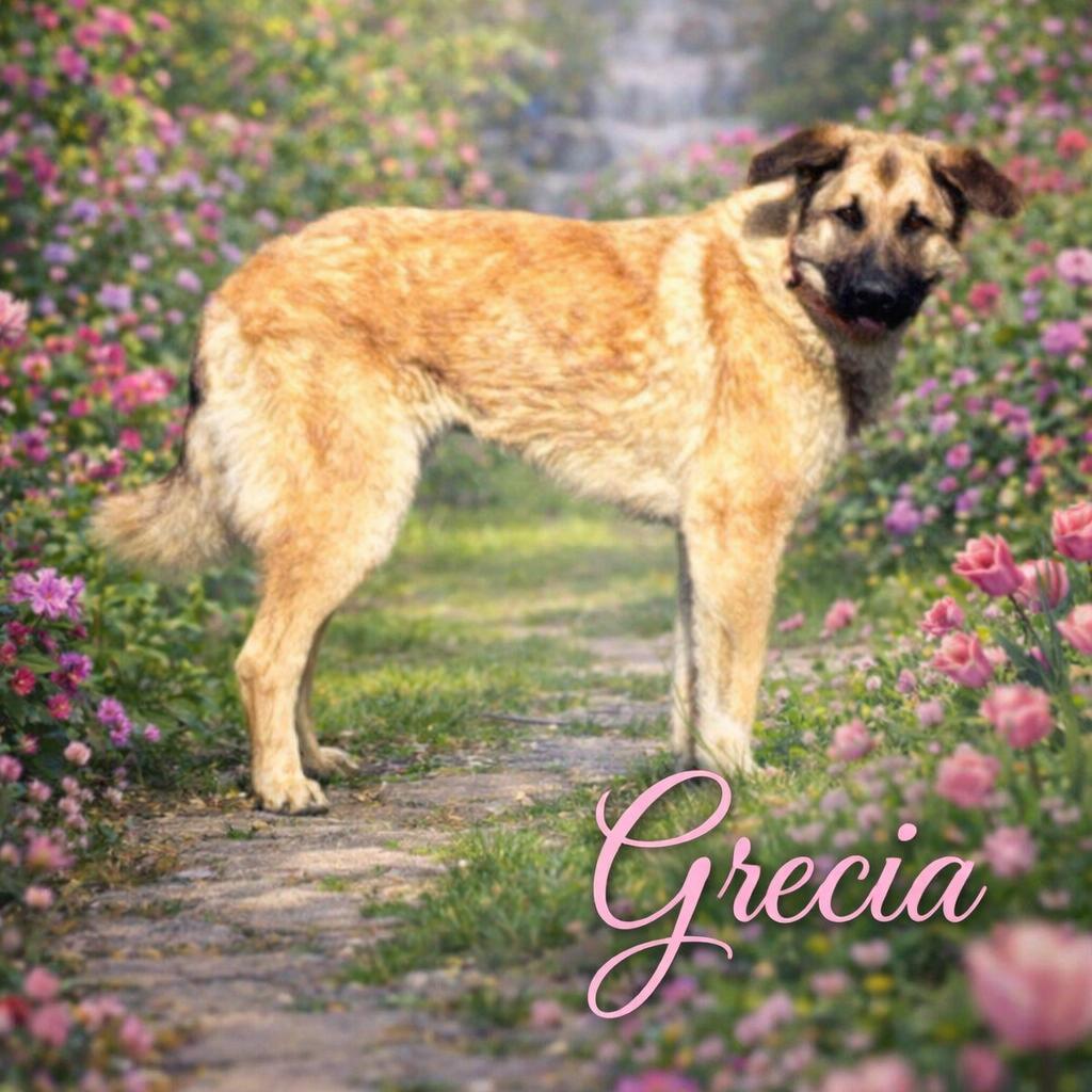 Enlarge Grecia, a Adoptable Anatolian Shepherd in Hohenwald, TN image 1/1