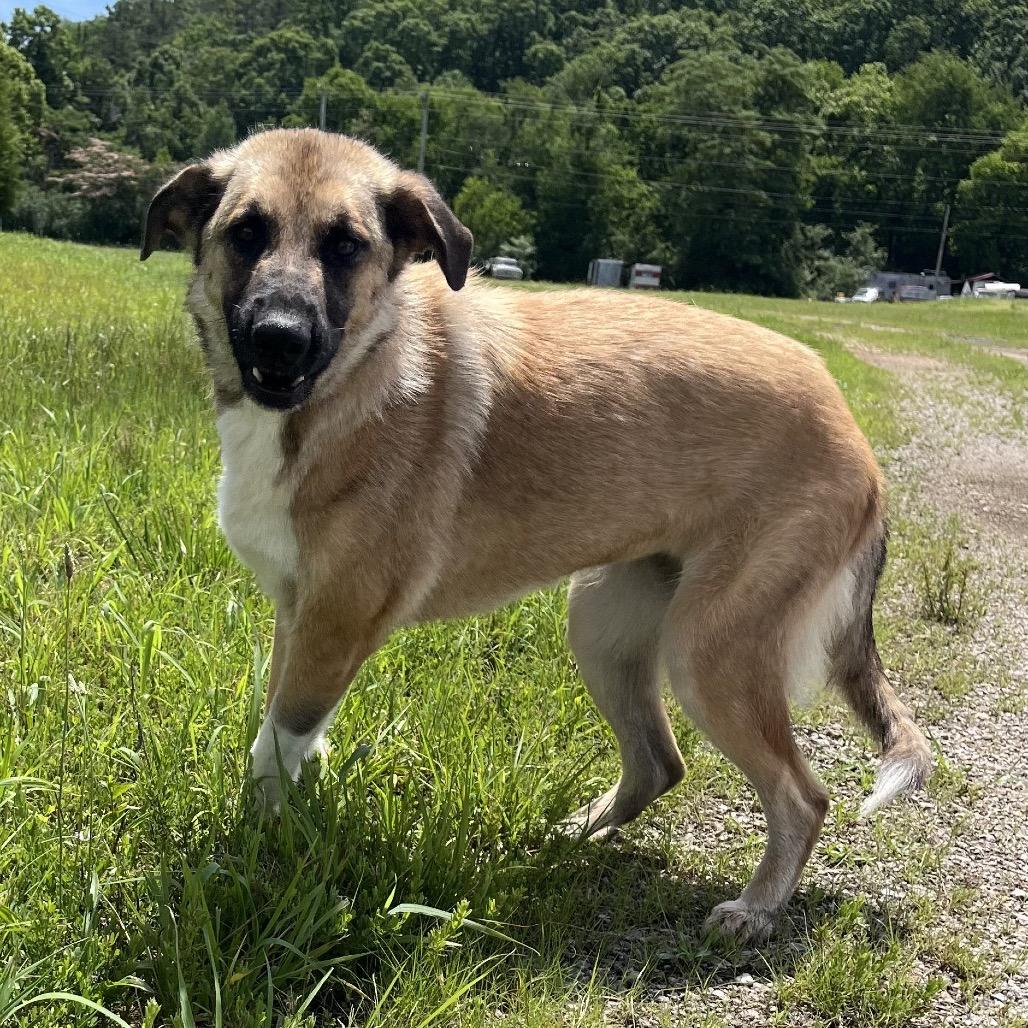 Enlarge Grecia, a Adoptable Anatolian Shepherd in Hohenwald, TN image 2/2