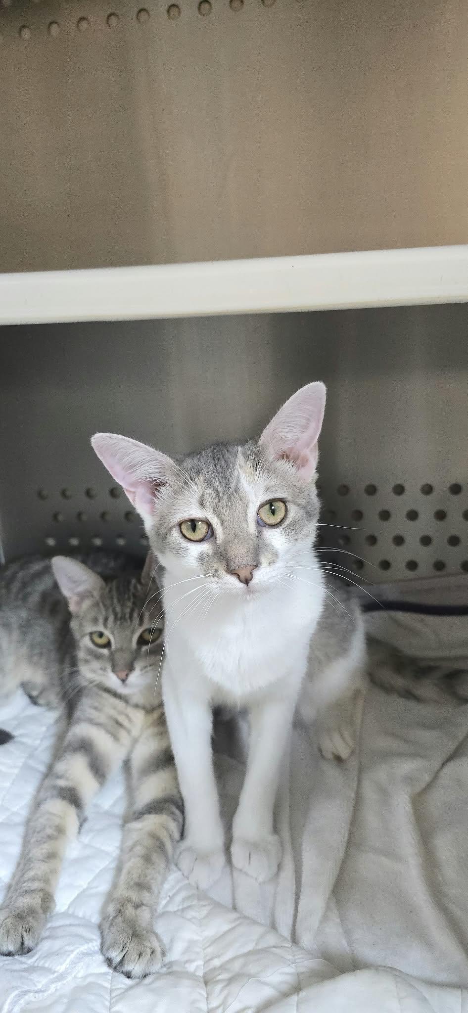 Enlarge Blythe, a Adoptable Domestic Short Hair in Orange, VA image 3/5