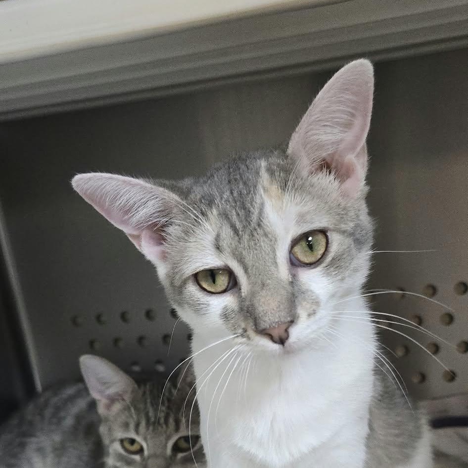 Enlarge Blythe, a Adoptable Domestic Short Hair in Orange, VA image 1/5