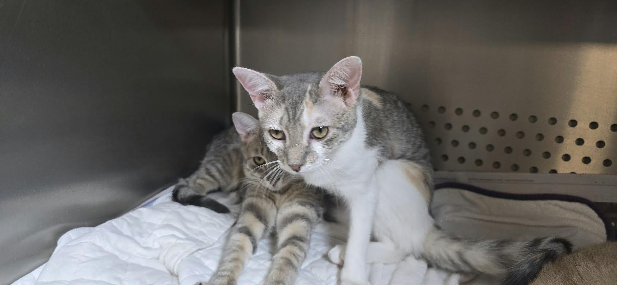 Enlarge Blythe, a Adoptable Domestic Short Hair in Orange, VA image 2/5