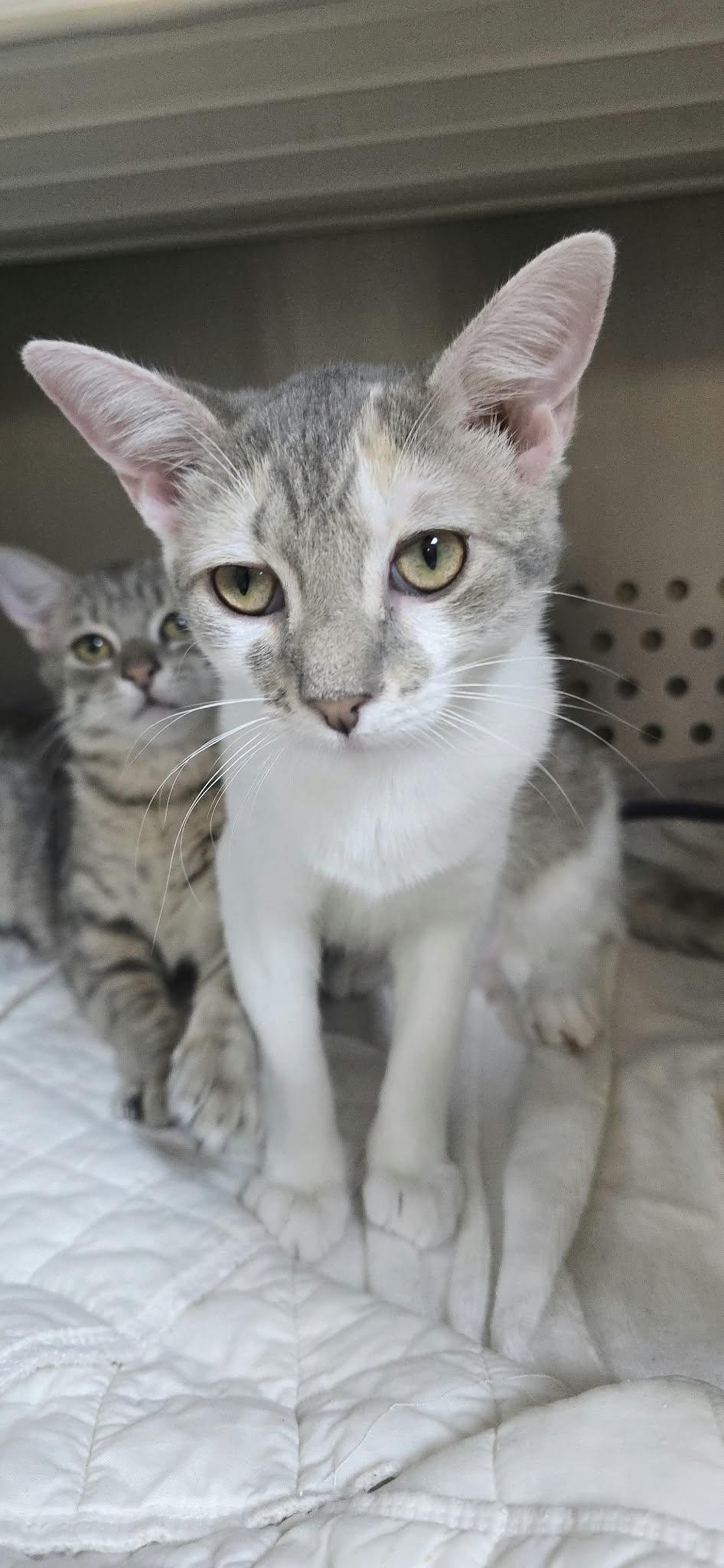 Enlarge Blythe, a Adoptable Domestic Short Hair in Orange, VA image 4/5
