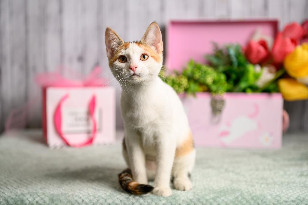 Colette, Adoptable, Kitten Female Domestic Short Hair.