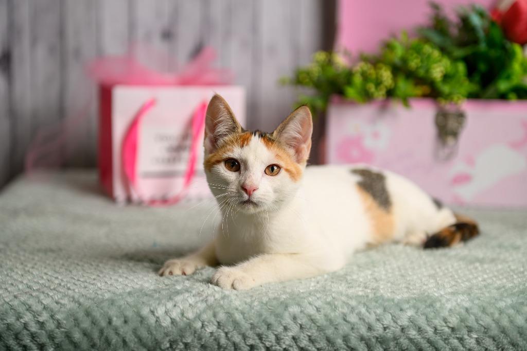 Enlarge Colette, a Adoptable mixed breed in Roanoke, TX image 2/3