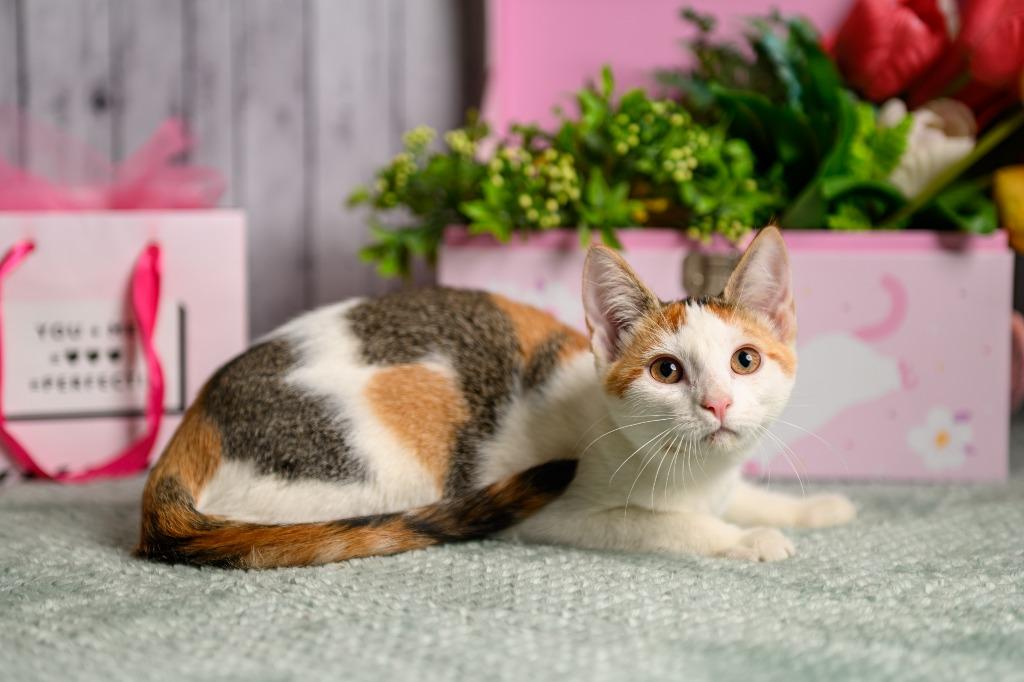 Enlarge Colette, a Adoptable mixed breed in Roanoke, TX image 3/3