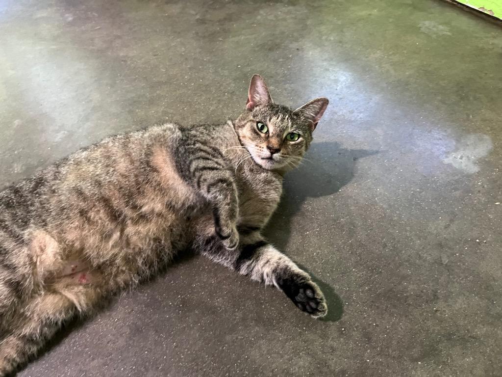 Gina 2 — ADOPTION PENDING!