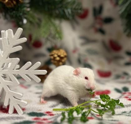 Xaphon the Ender of Kings, a Adoptable Hamster in Eugene, OR image 1/2